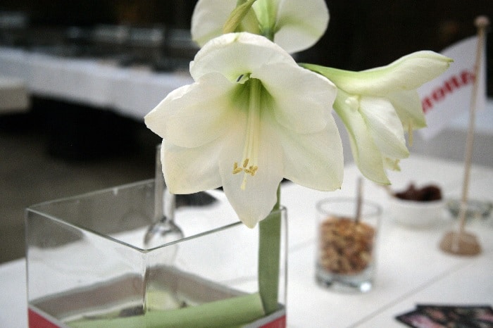 Uitvaart-catering-Aelsmeer